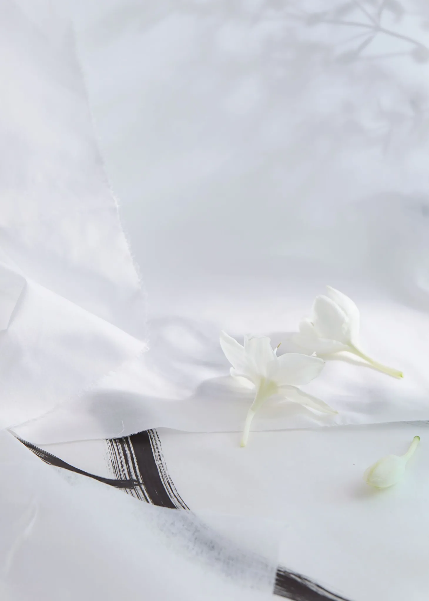 Cotton Eau De Toilette