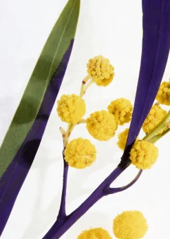 Mimosa Flower Eau De Toilette